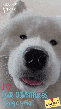 Today Benji GIF