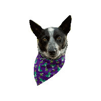 Cattle Dog Loki Sticker by Geekster Pets