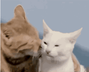 Cats Licking GIF