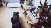 interior design dog GIF by MyDomaine