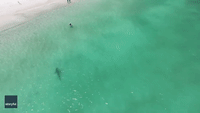Drone Shows Shark Coming Close to Swimmers at Western Australia Beach
