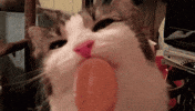 something dont GIF