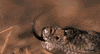 worldâs deadliest GIF by Nat Geo Wild 
