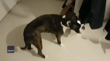 Pet Owner Returns Home to Overjoyed Dog After Two Months Apart