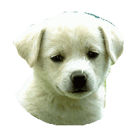 STICKER by imoji