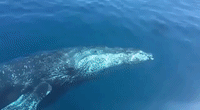 Majestic Humpback Whales Swim Up Close to Whale Watchers