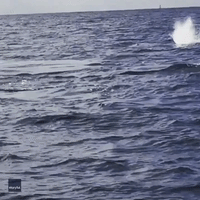 Watchers Treated to a Whale Song Off New South Wales Coast