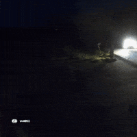 Flashlight Photographing GIF by FIA World Rally Championship