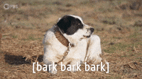 [bark bark bark]