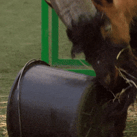 Goat Cologne GIF by 1. FC Köln