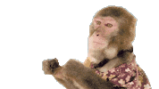 Fun Monkey Sticker