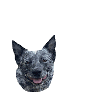 Dog Pet Sticker by Go Arizona Real Estate