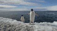 jump penguins GIF by Disneynature