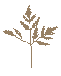 Leaf Leaves Sticker