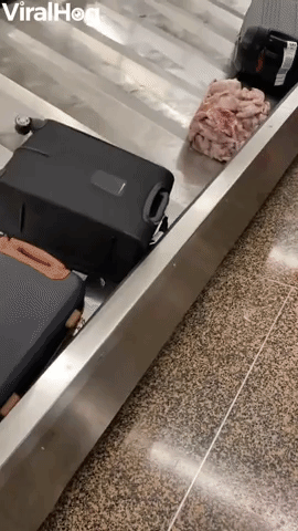 Baggage Claim Spills Block of Frozen Chicken