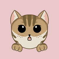 Cat Love GIF