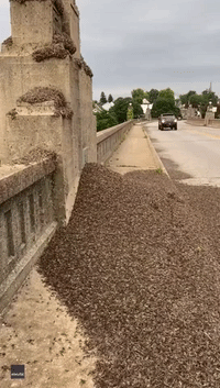 Massive Mound of Dead Mayflies Found on Pennsylvania Bridge