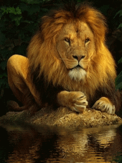 lion GIF