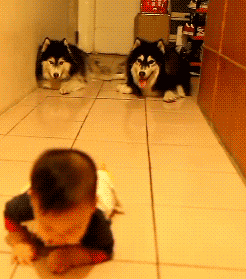 baby dogs GIF