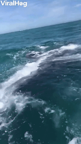 Gray Whale Ocean GIF by ViralHog