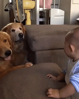 Cute Baby Fascinated By 2 Patient Pooches