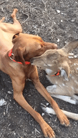 Dog and Orphaned Fawn Strike Up Unlikely Friendship