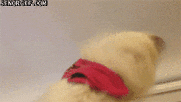 headbang GIF by Cheezburger