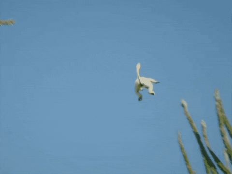 WildlifeWonders giphygifmaker GIF