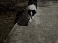 Aldo De Nigris Dog GIF