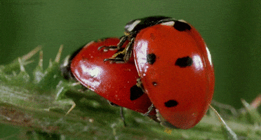 x ladybug GIF by Head Like an Orange