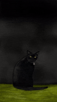 Excited Black Cat GIF by taxipictures