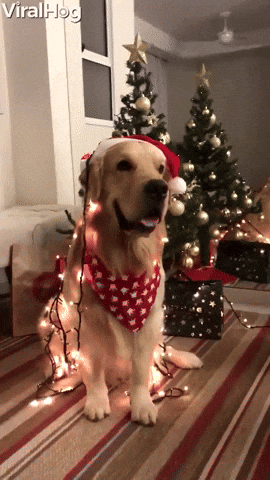 Merry Christmas Dog GIF by ViralHog