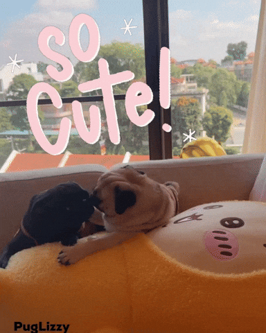 Love You Cute Pug GIF