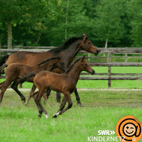 Run Running GIF by SWR Kindernetz