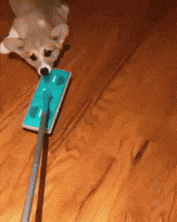 adorable corgi GIF