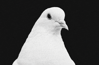 julietagracian animals pop bird fly GIF