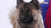 doggie winter wonderland pupparazzi GIF by Nat Geo Wild