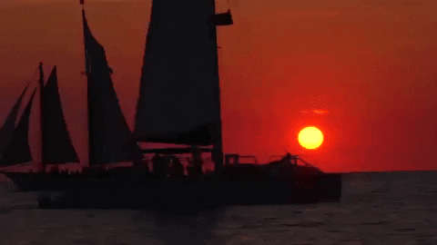 florida GIF