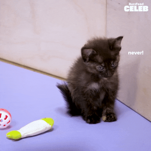 Netflix Cats GIF by BuzzFeed