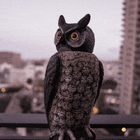 nothingisfunny gif weird wink alien GIF