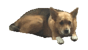 Dog Fun Sticker by Violet Office