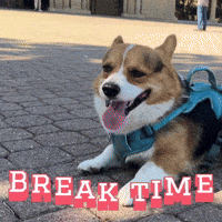Break Time Corgi GIF