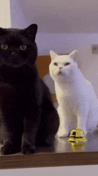 Black Cat GIF
