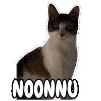 Cat Nu Sticker