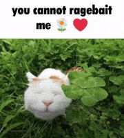 Cat Smiling GIF