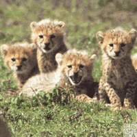 Angry Natures Great Events GIF by BBC America