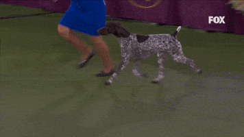 German Shorthaired Pointer