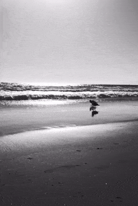 Black And White Beach GIF by Nora Simon
