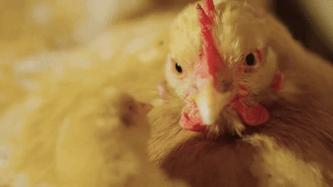 aleoxth giphyupload GIF