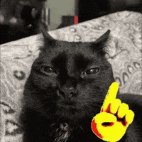 Black Cat No GIF